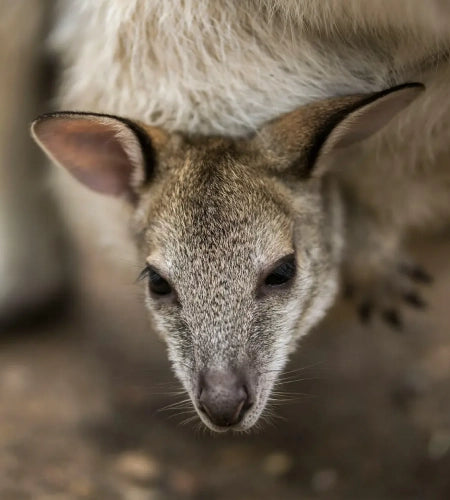 The uncomfortable truth about kangaroo leather